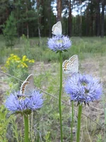 IMG_3465.jpg