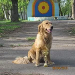 dogs3.webp