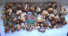 луковицы.webp луковицы.webp