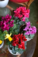 DSC_1158.webp DSC_1158.webp
