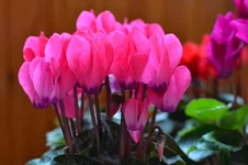 DSC_1162.webp DSC_1162.webp