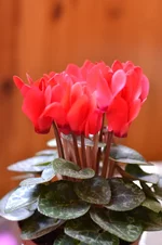 DSC_1167.webp DSC_1167.webp