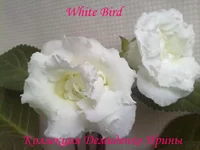 130620132766.webp