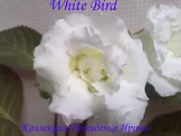 130620132769.webp