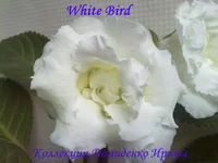 130620132771.webp