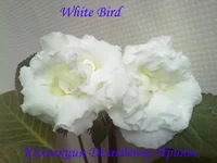 130620132773.webp