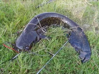  IMG_20130608_181048.webp