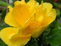 wpwjVoGO9phRViivFnZB.webp