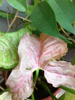 IMG_1493_pink spot.webp