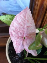 IMG_1490_pink spot.webp