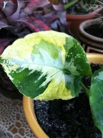 IMG_1467_scrubled eggs.webp