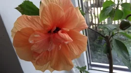  188.webp