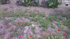.webp