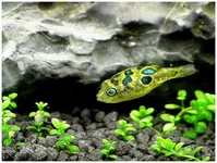 karlikovyj-tetradon---carinotetraodon-travancoricus_2.webp