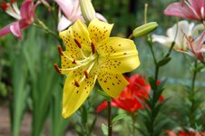 DSC_0417.jpg