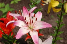 DSC_0416.webp