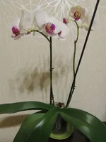 3807541.webp