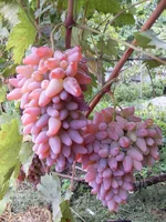 SDC11689.webp
