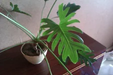 IMAG0506.jpg