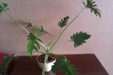 IMAG0505.webp