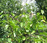  молодые побеги на груше.webp