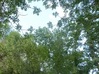 P7030011.webp