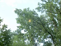 P7030015.webp