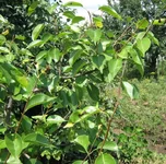  молодые побеги на груше 2.webp