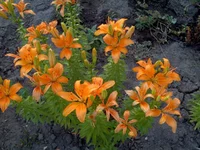 IMG_20130629_201205.webp