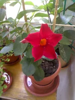 IMG_20130703_142108.webp