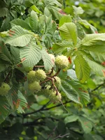 P8303791.webp