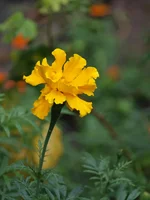 P8303796.webp