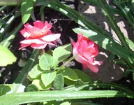  3.webp