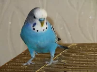 DSCF1904.webp