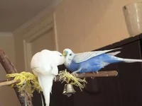 DSCF1956.webp