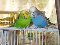DSCF3019.webp