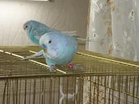DSCF2787.webp