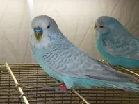 DSCF2796.webp