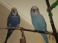 DSCF2946.webp