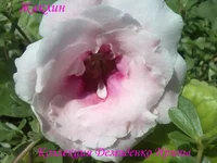 050720132970.webp