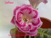 050720132940.webp
