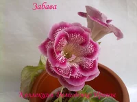 050720132941.webp