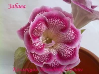 050720132943.webp