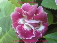 040720132902.webp