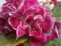 050720132926.webp