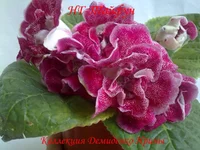 050720132929.webp