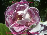 050720132952.webp