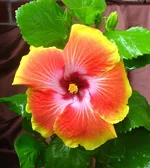 5 (б).webp