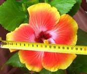 15 (г).webp