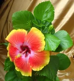 12 (д).webp